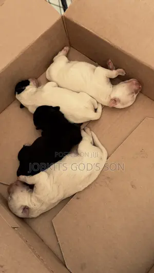 1-3 months Male Purebred Maltese