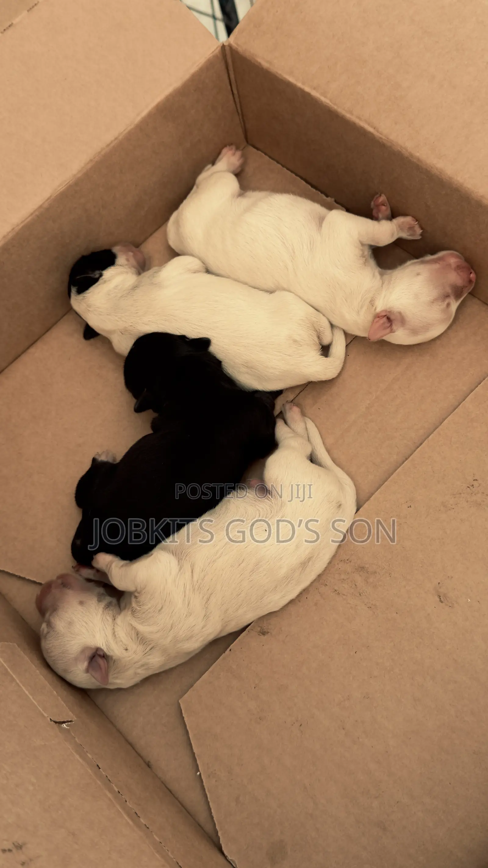 1-3 months Male Purebred Maltese