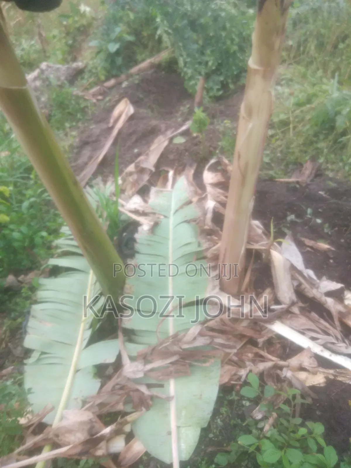 50ft by 120ft Gobero Wakiso