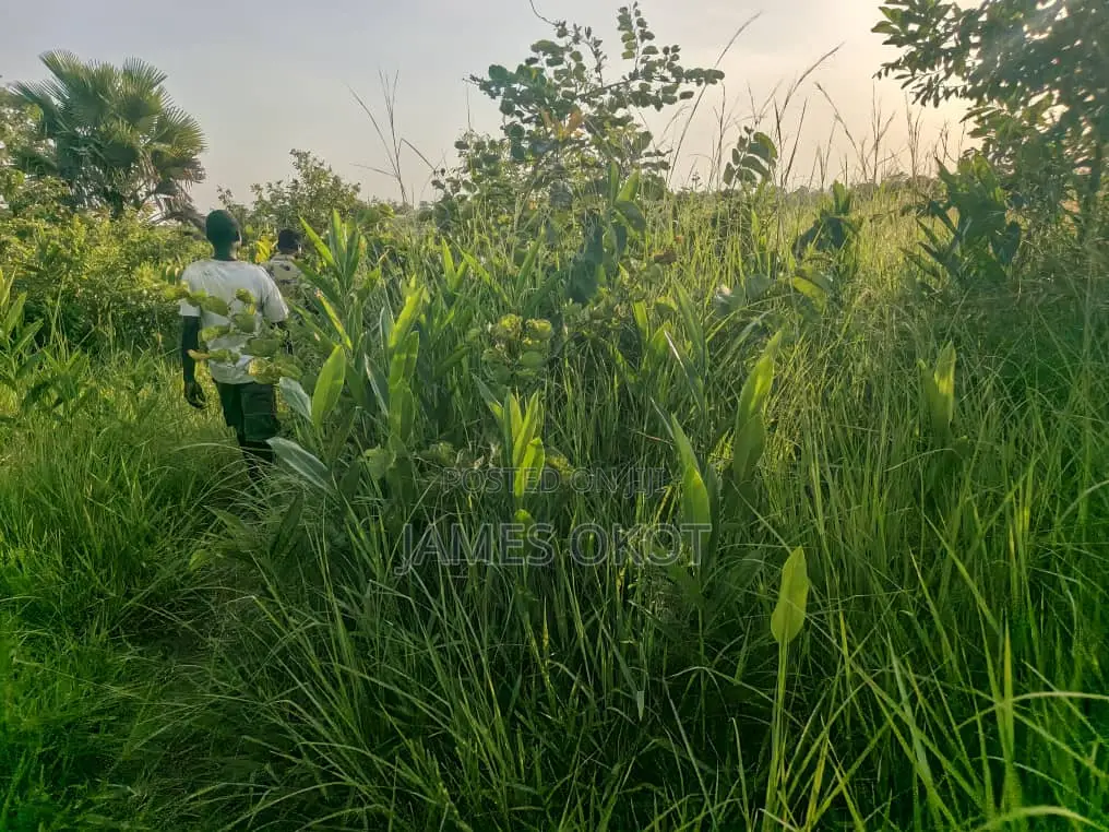Fertile Farmland
