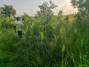 Fertile Farmland