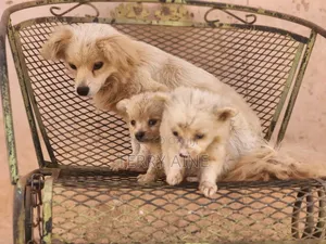 3-6 months Male Mixed Breed Japanese Spitz