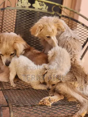 3-6 months Male Mixed Breed Japanese Spitz