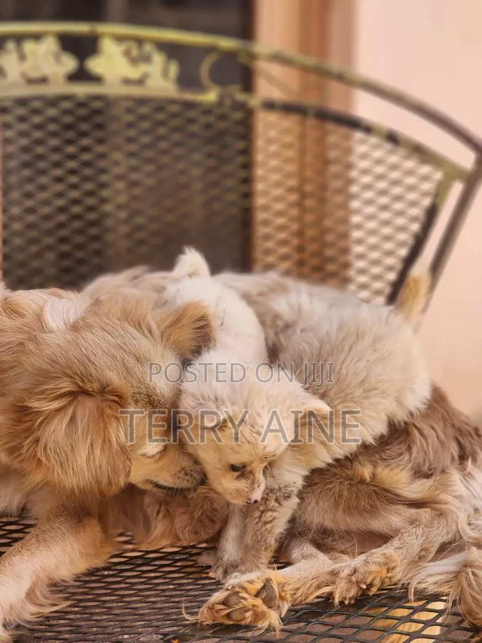 3-6 months Male Mixed Breed Japanese Spitz