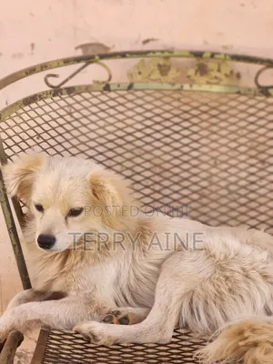 3-6 months Male Mixed Breed Japanese Spitz