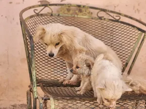 3-6 months Male Mixed Breed Japanese Spitz