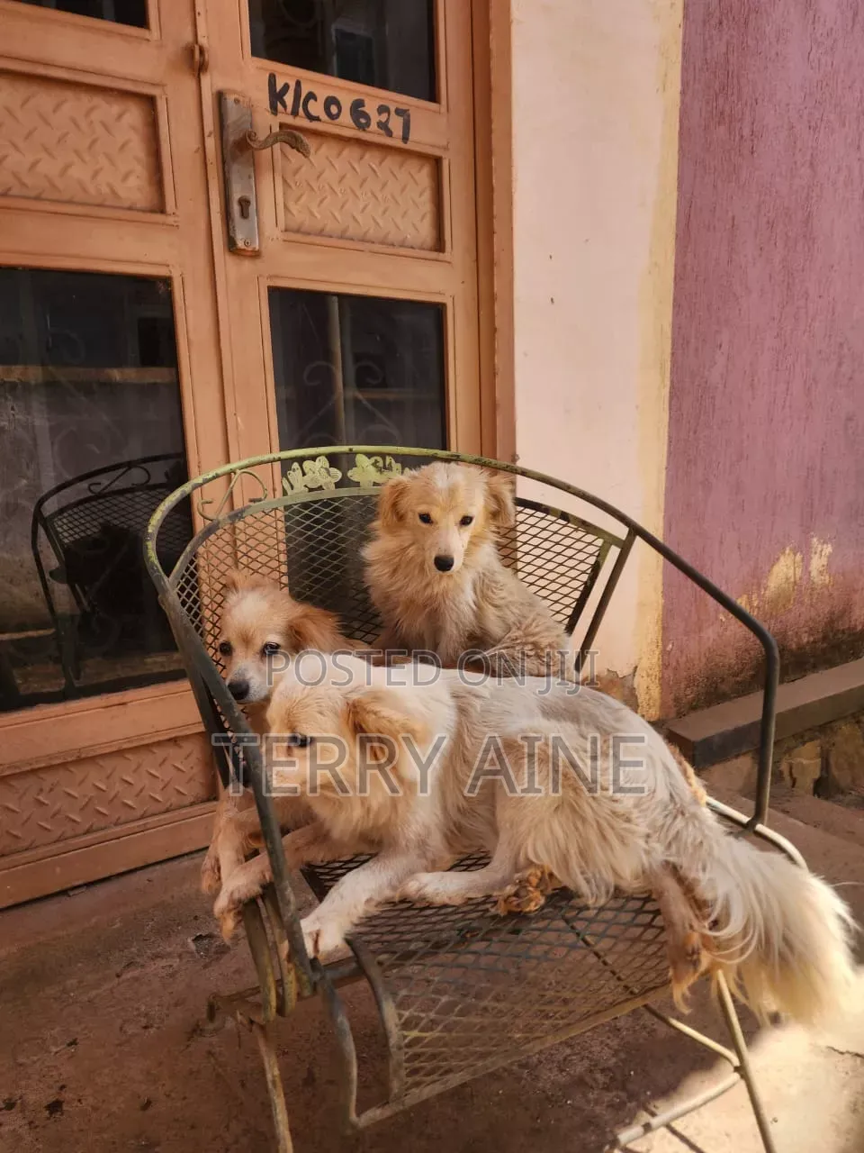 3-6 months Male Mixed Breed Japanese Spitz