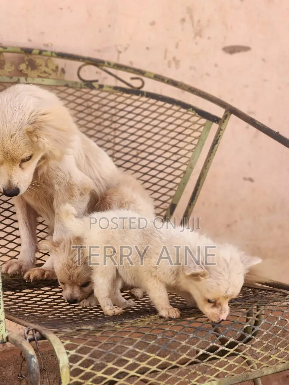 3-6 months Male Mixed Breed Japanese Spitz