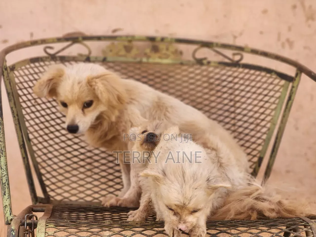 3-6 months Male Mixed Breed Japanese Spitz