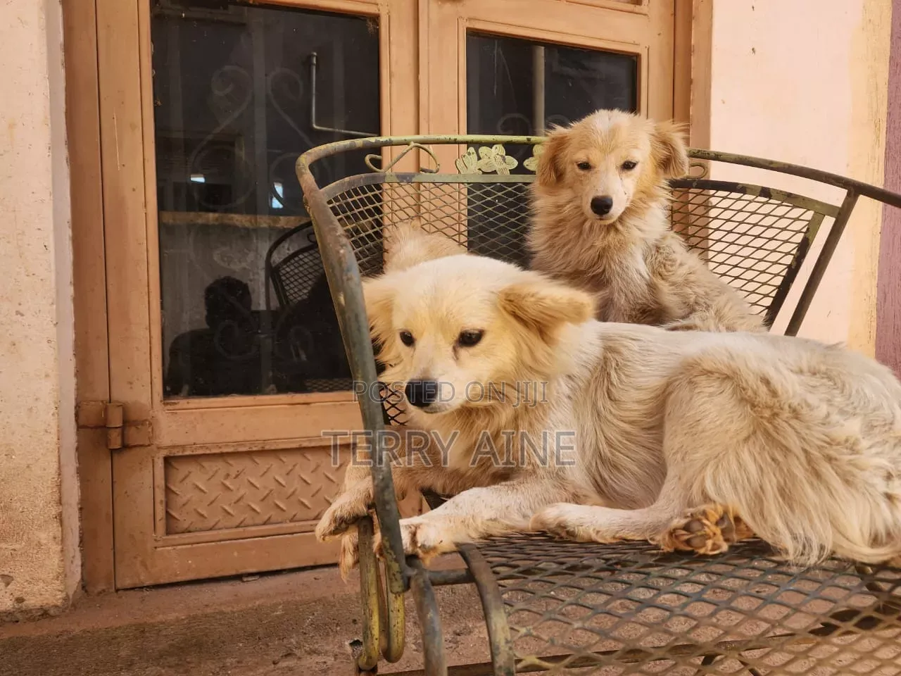 3-6 months Male Mixed Breed Japanese Spitz