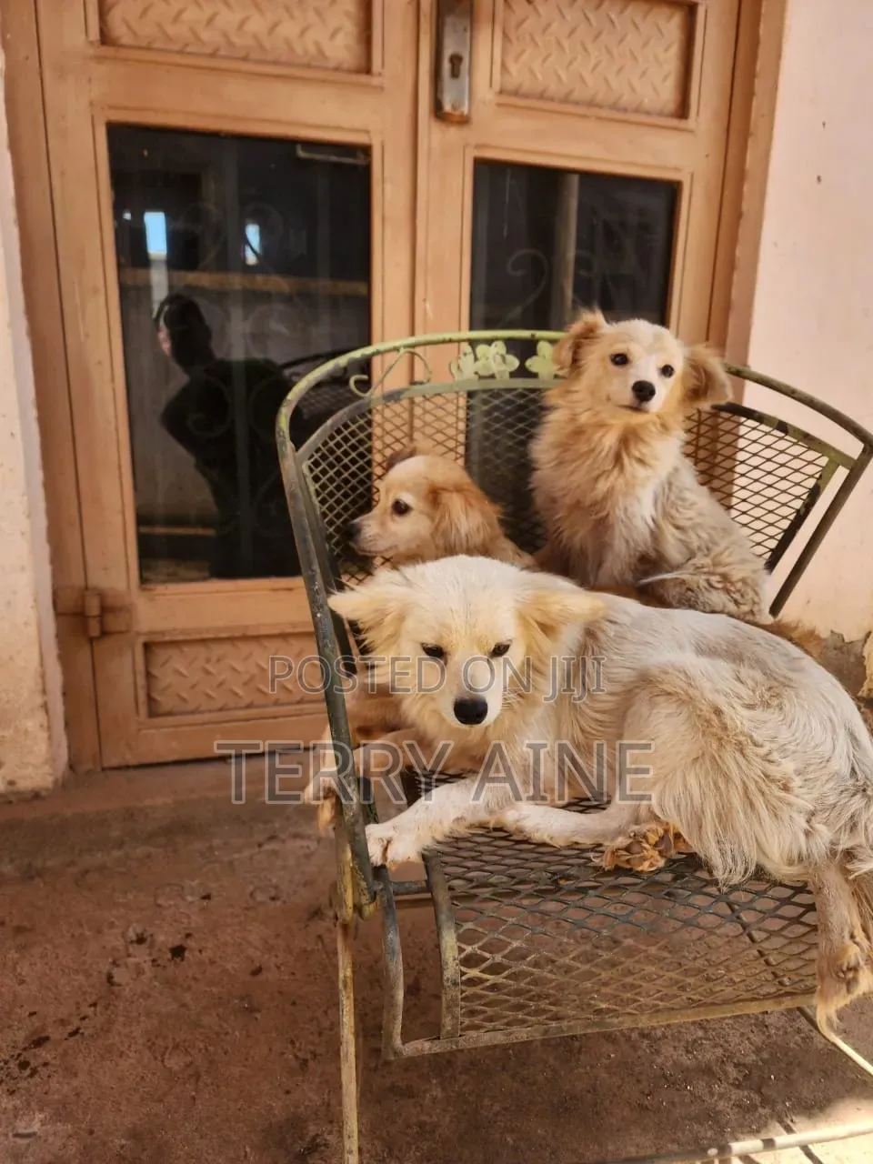 3-6 months Male Mixed Breed Japanese Spitz