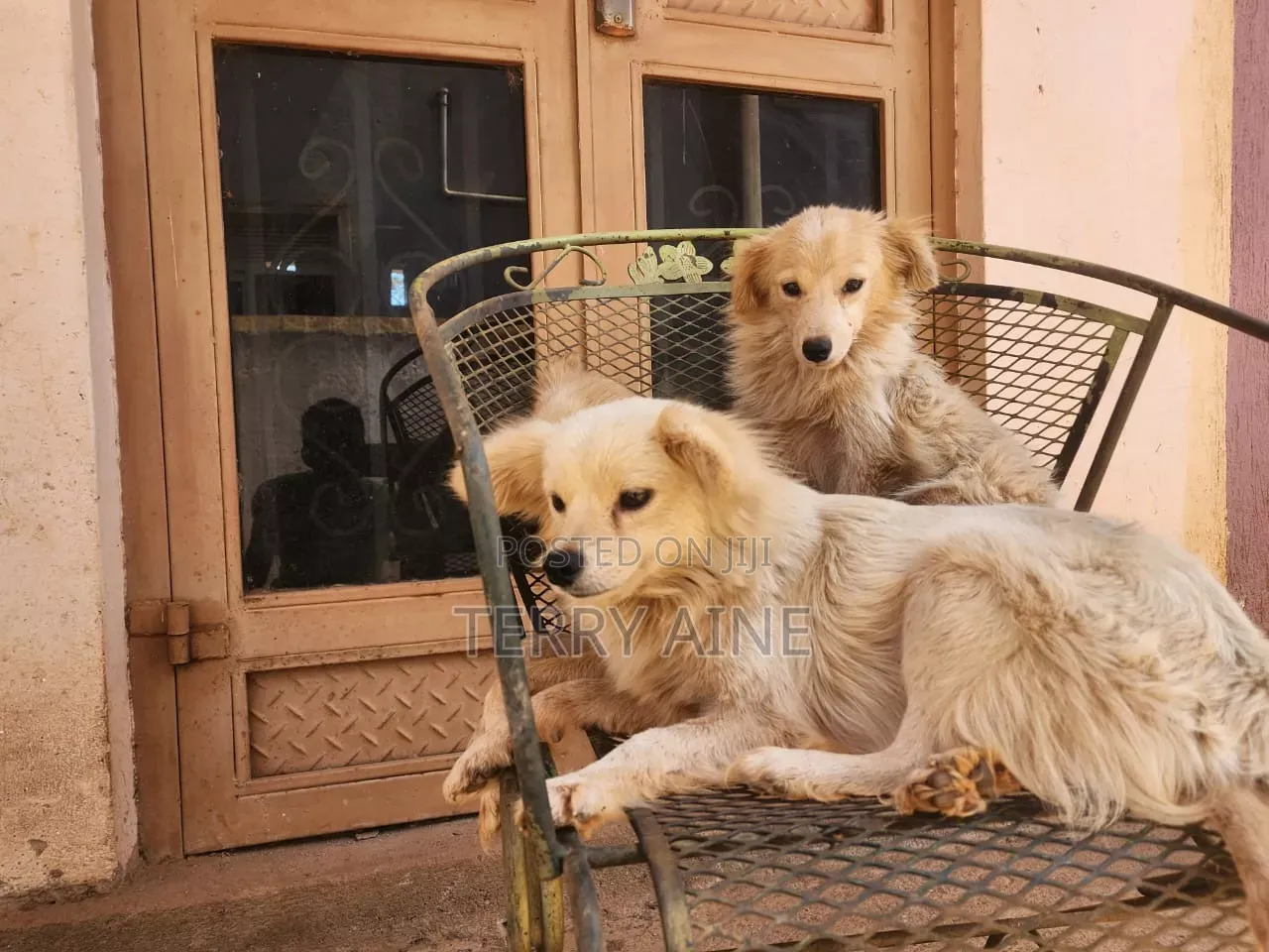 3-6 months Male Mixed Breed Japanese Spitz