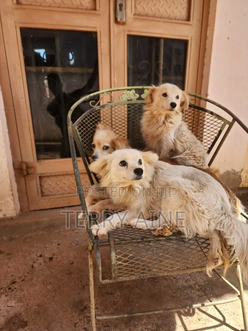 3-6 months Male Mixed Breed Japanese Spitz