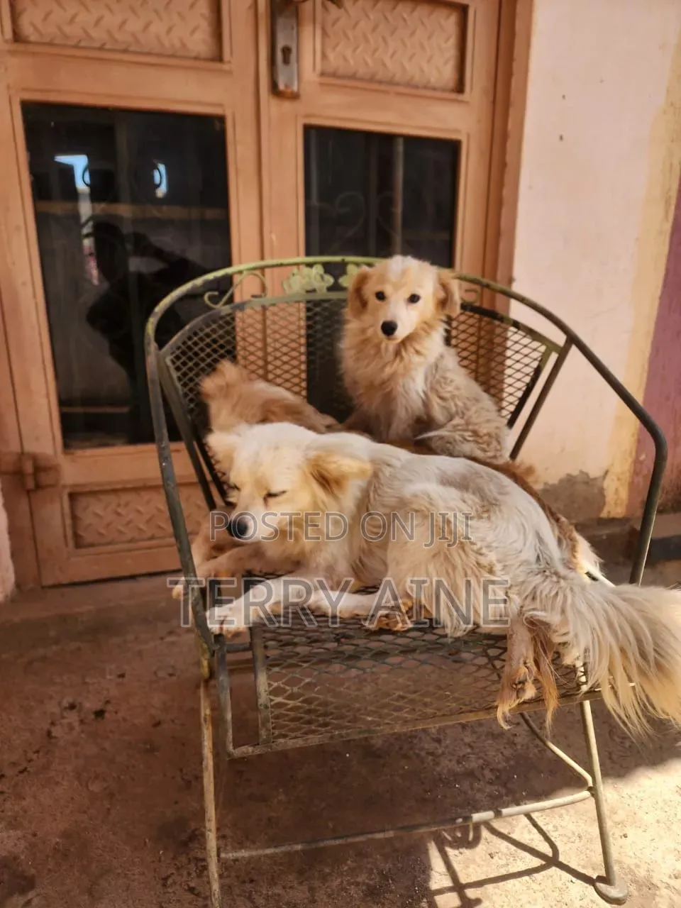3-6 months Male Mixed Breed Japanese Spitz