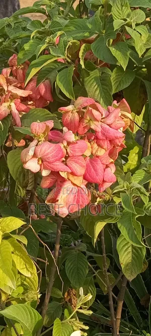 Musaenda in Pink White and Red