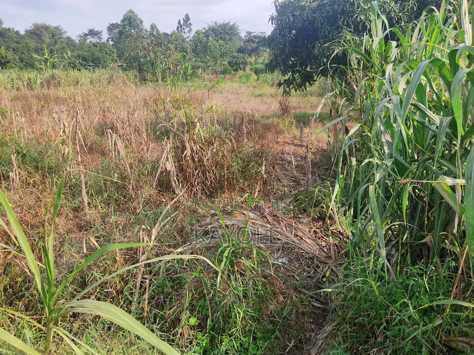 Half Acre Bombo Degeya 8m