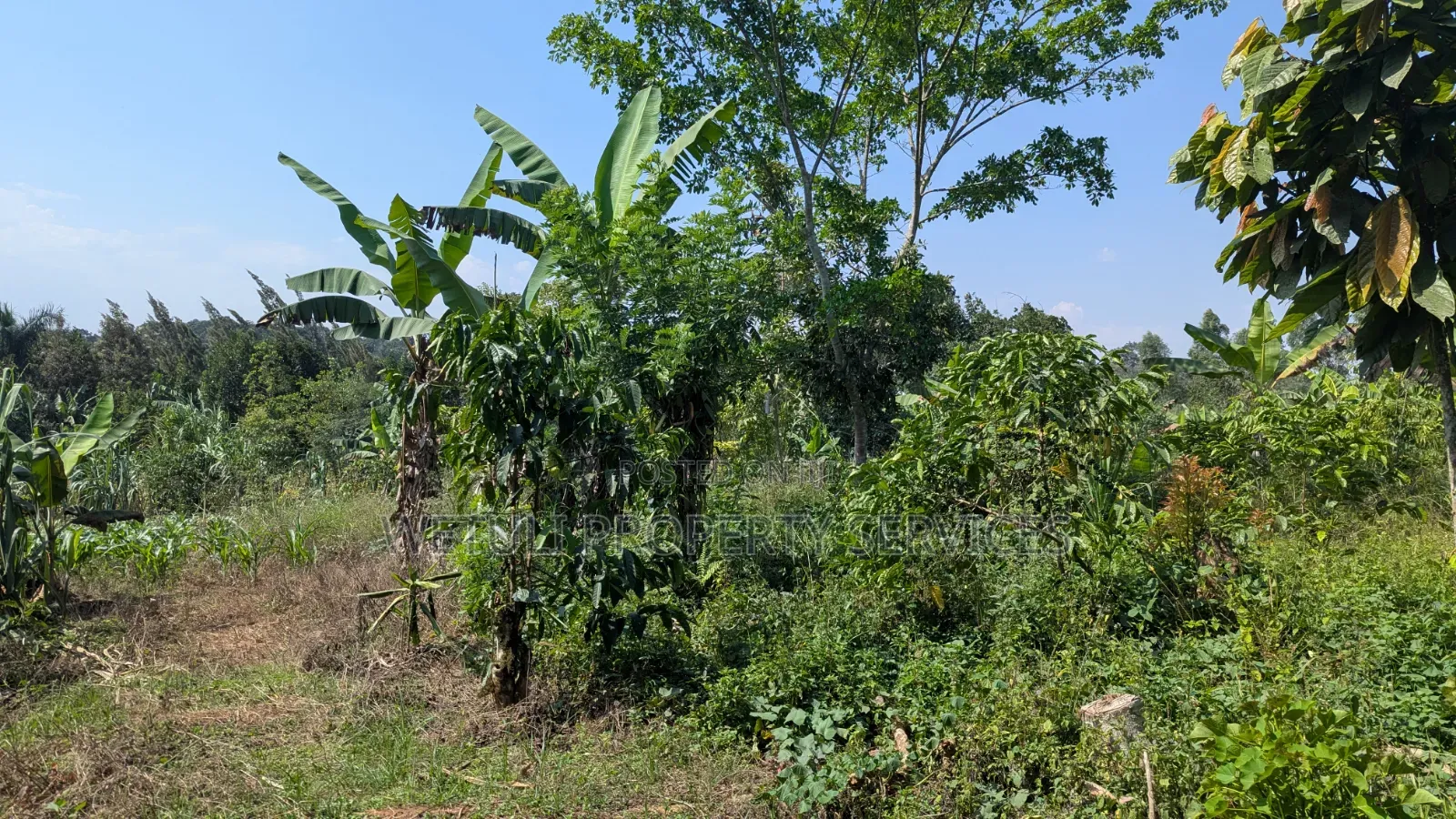 7 Acres of Farm Land for Sale