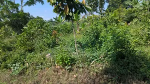 7 Acres of Farm Land for Sale