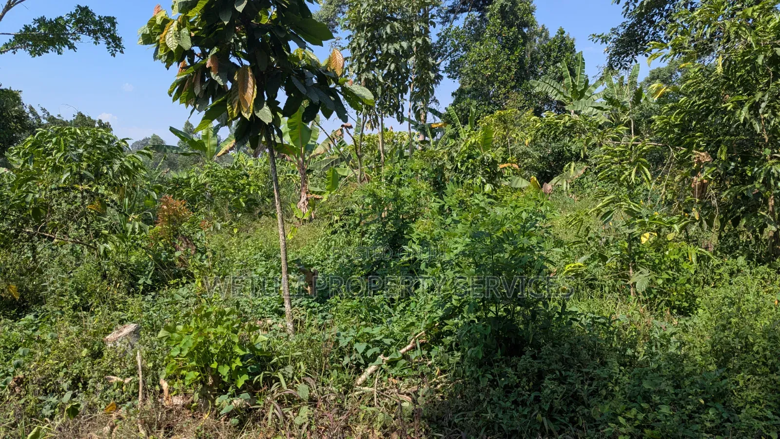 7 Acres of Farm Land for Sale