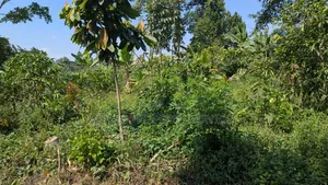 7 Acres of Farm Land for Sale