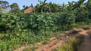Plot 50x100 for Sale at Wakiso Busawuli