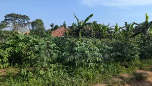 Plot 50x100 for Sale at Wakiso Busawuli