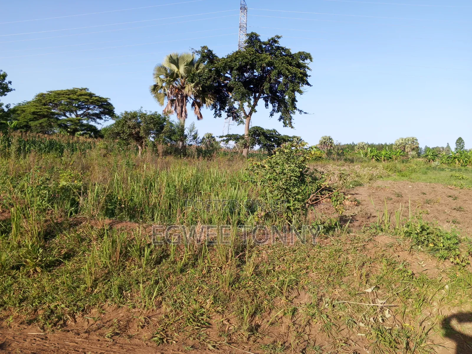 Plot of the Land Is on Quick Sale in Lira