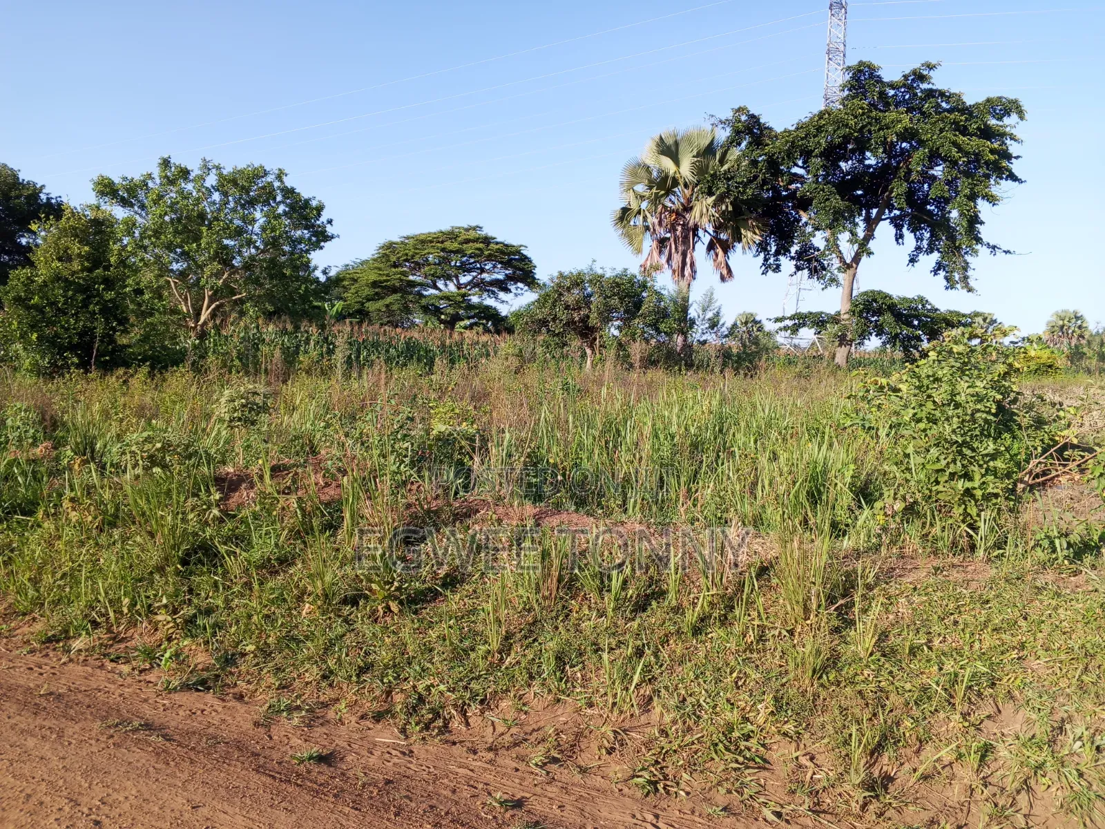 Plot of the Land Is on Quick Sale in Lira