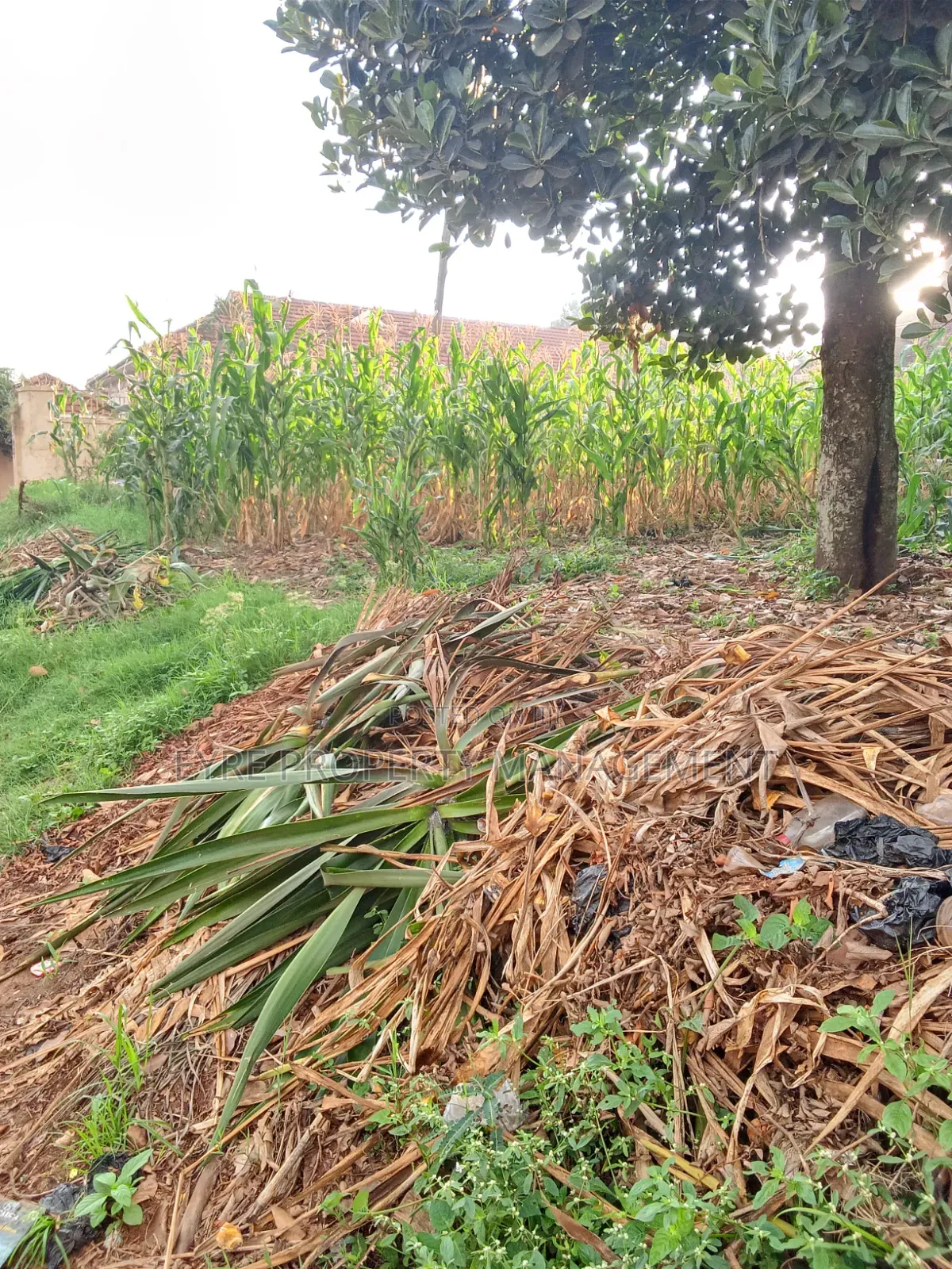 25 Decimals for Sale in Bukoto at 300m