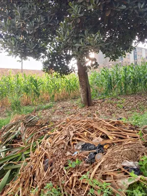 25 Decimals for Sale in Bukoto at 300m