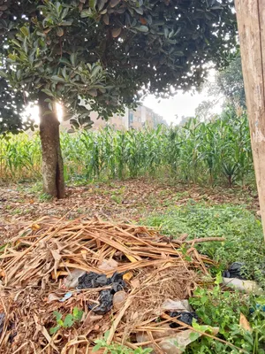 25 Decimals for Sale in Bukoto at 300m