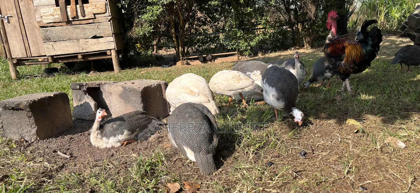 Guinea Fauls