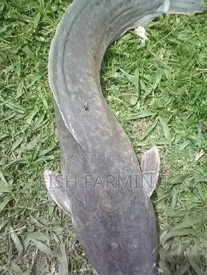 Sanga Fish Farm
