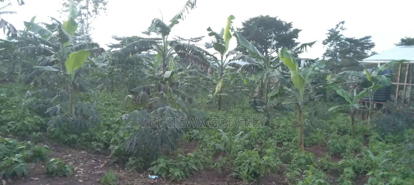 Farm With Well Set Modern Pigery, Banana Plantation, 3 Room House in M