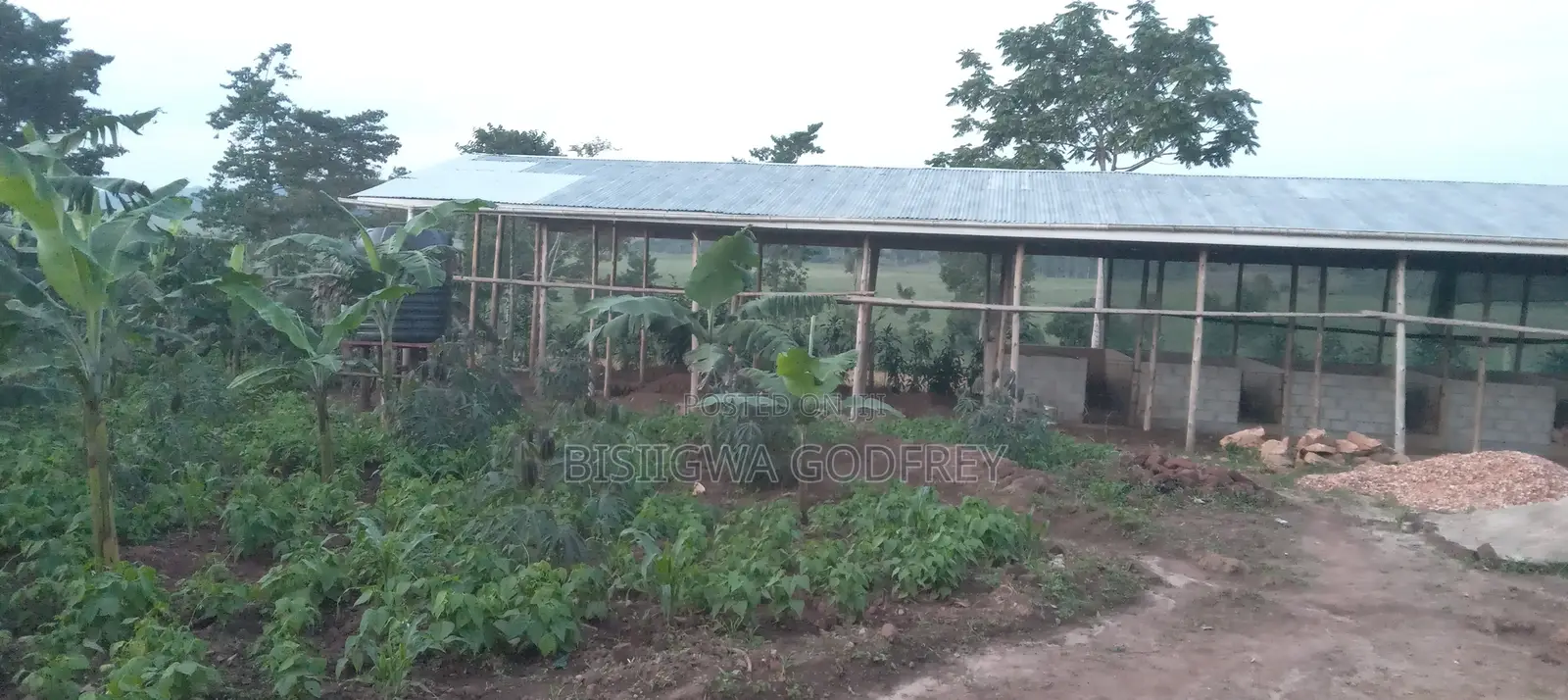 Farm With Well Set Modern Pigery, Banana Plantation, 3 Room House in M