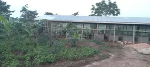 Farm With Well Set Modern Pigery, Banana Plantation, 3 Room House in M
