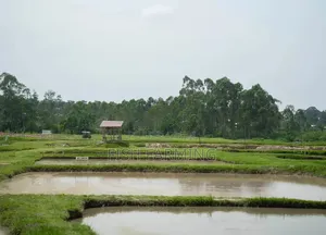 Agriculture Live Stocks