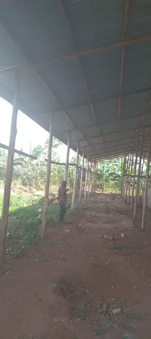 Farm With Well Set Modern Pigery, Banana Plantation, 3 Room House in M
