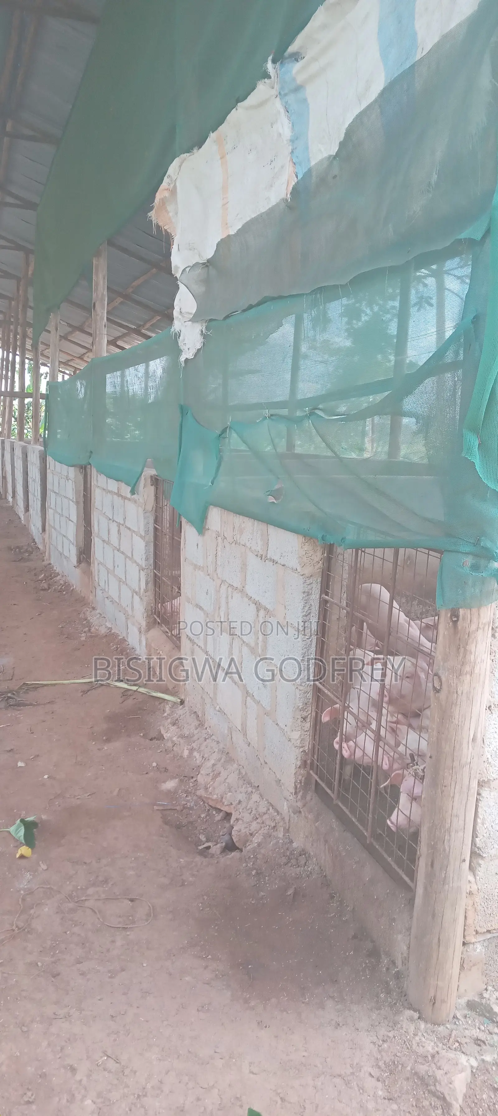 Farm With Well Set Modern Pigery, Banana Plantation, 3 Room House in M