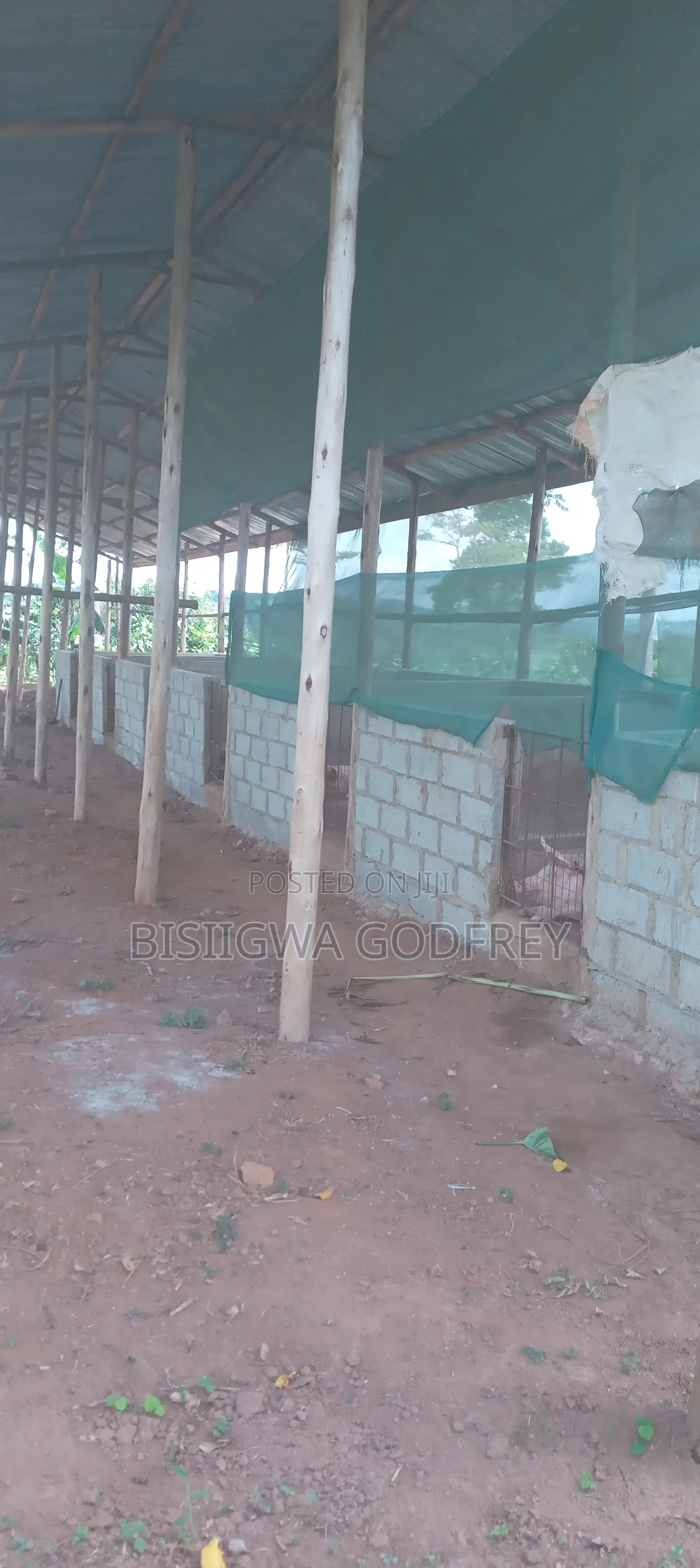Farm With Well Set Modern Pigery, Banana Plantation, 3 Room House in M