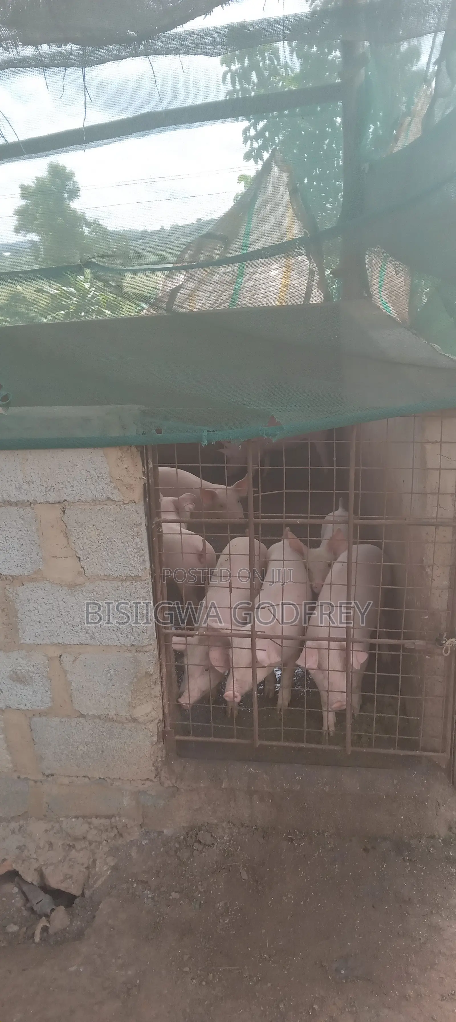 Farm With Well Set Modern Pigery, Banana Plantation, 3 Room House in M