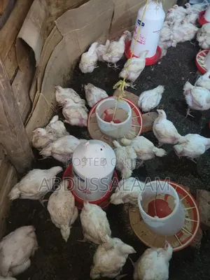Farm Animals