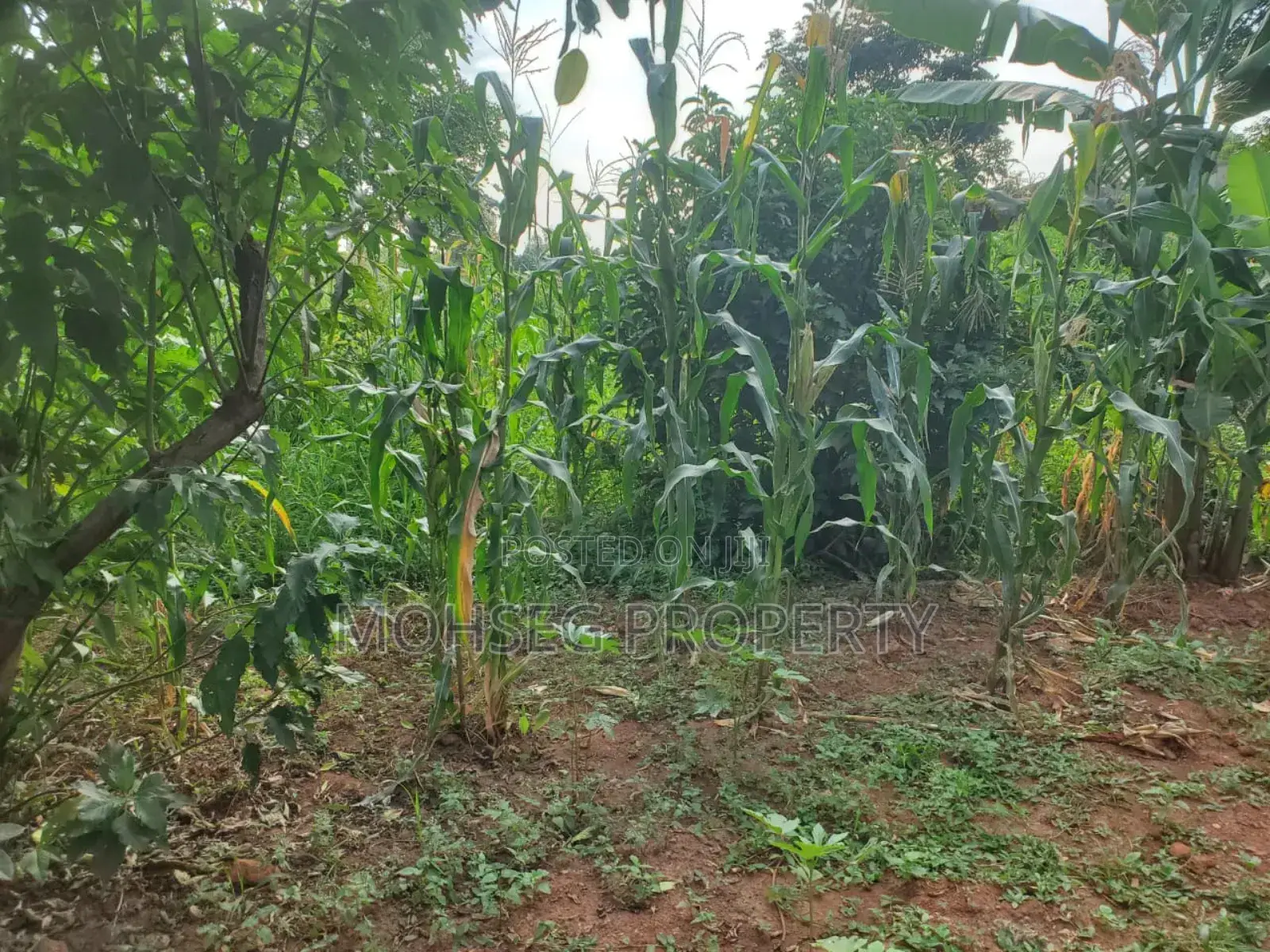 Prime Land for Sale in Gulu Next to Gulu University