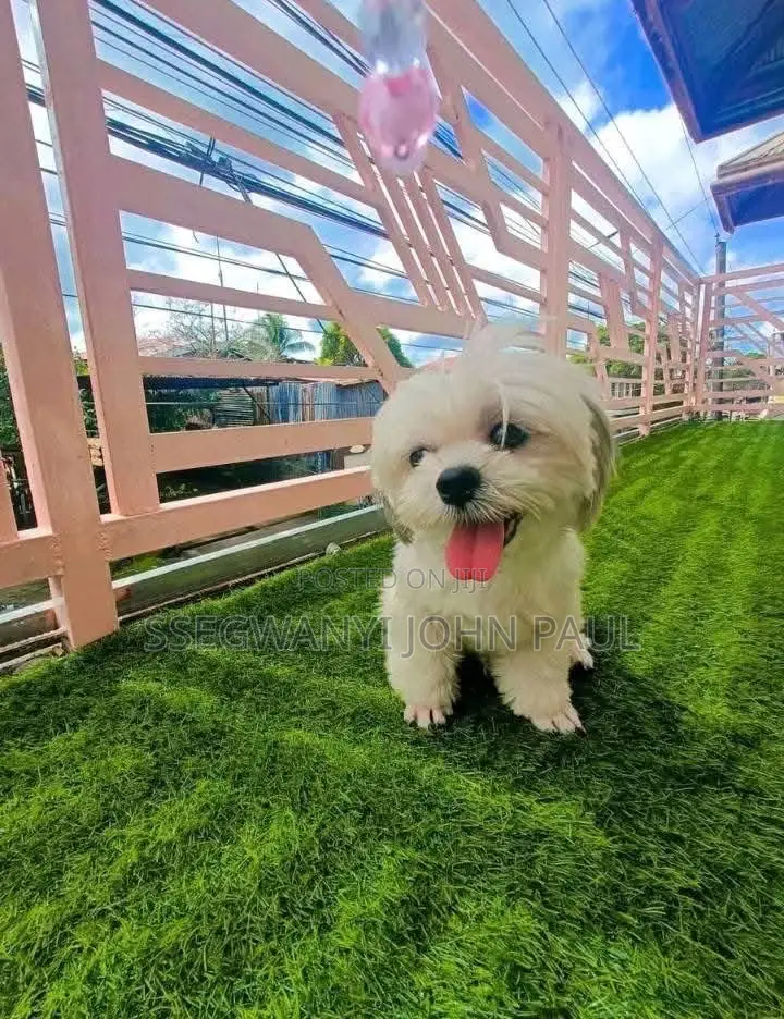Floor Artificial Grass Carpet