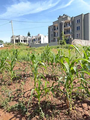 25 Decimals of Land for Sale in Bukooto