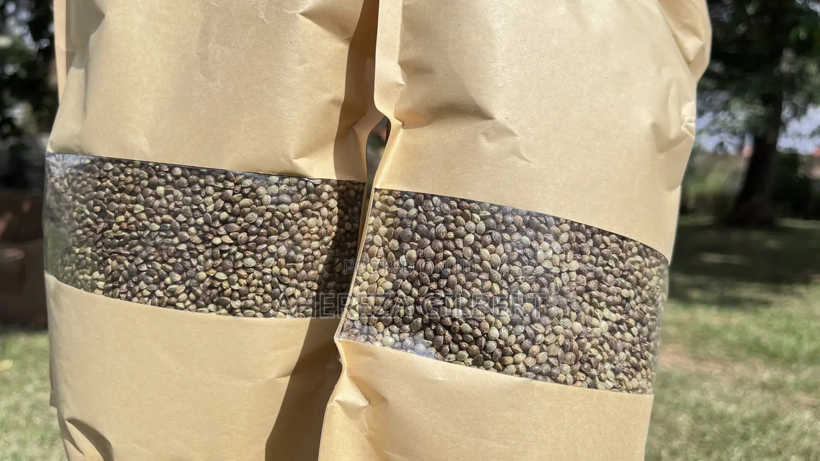 Cannabis Seeds for Medical Purposes