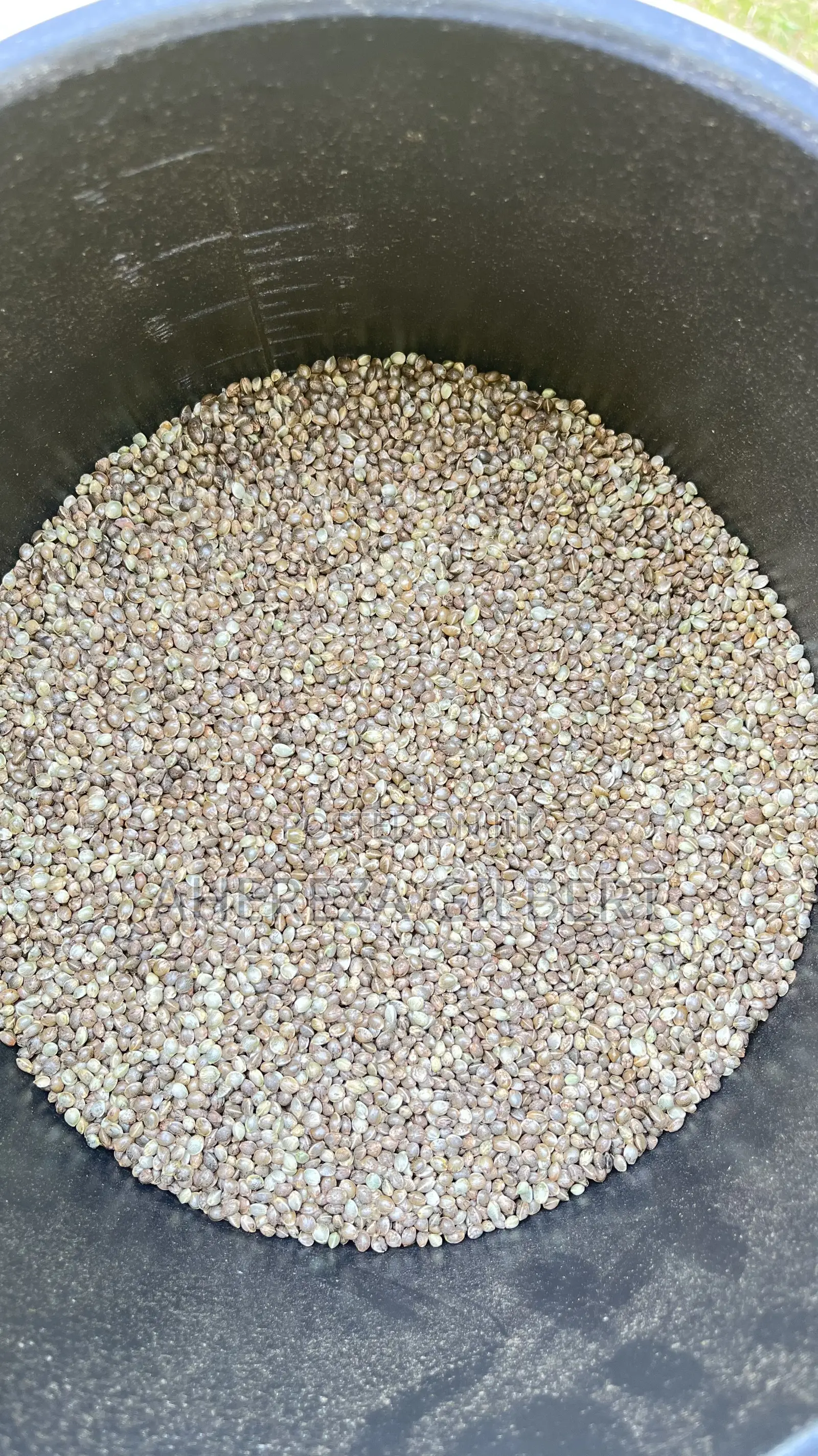 Cannabis Seeds for Medical Purposes