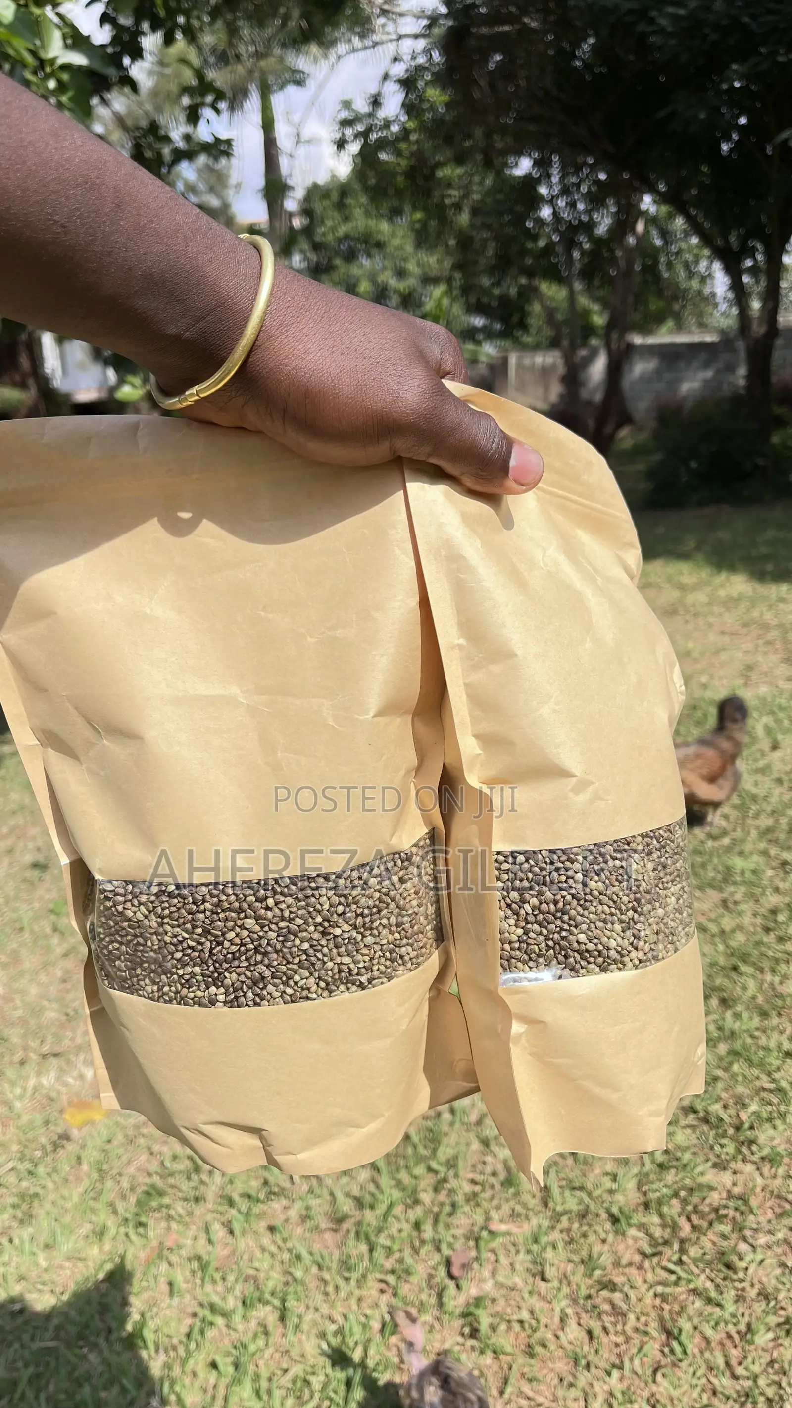 Cannabis Seeds for Medical Purposes