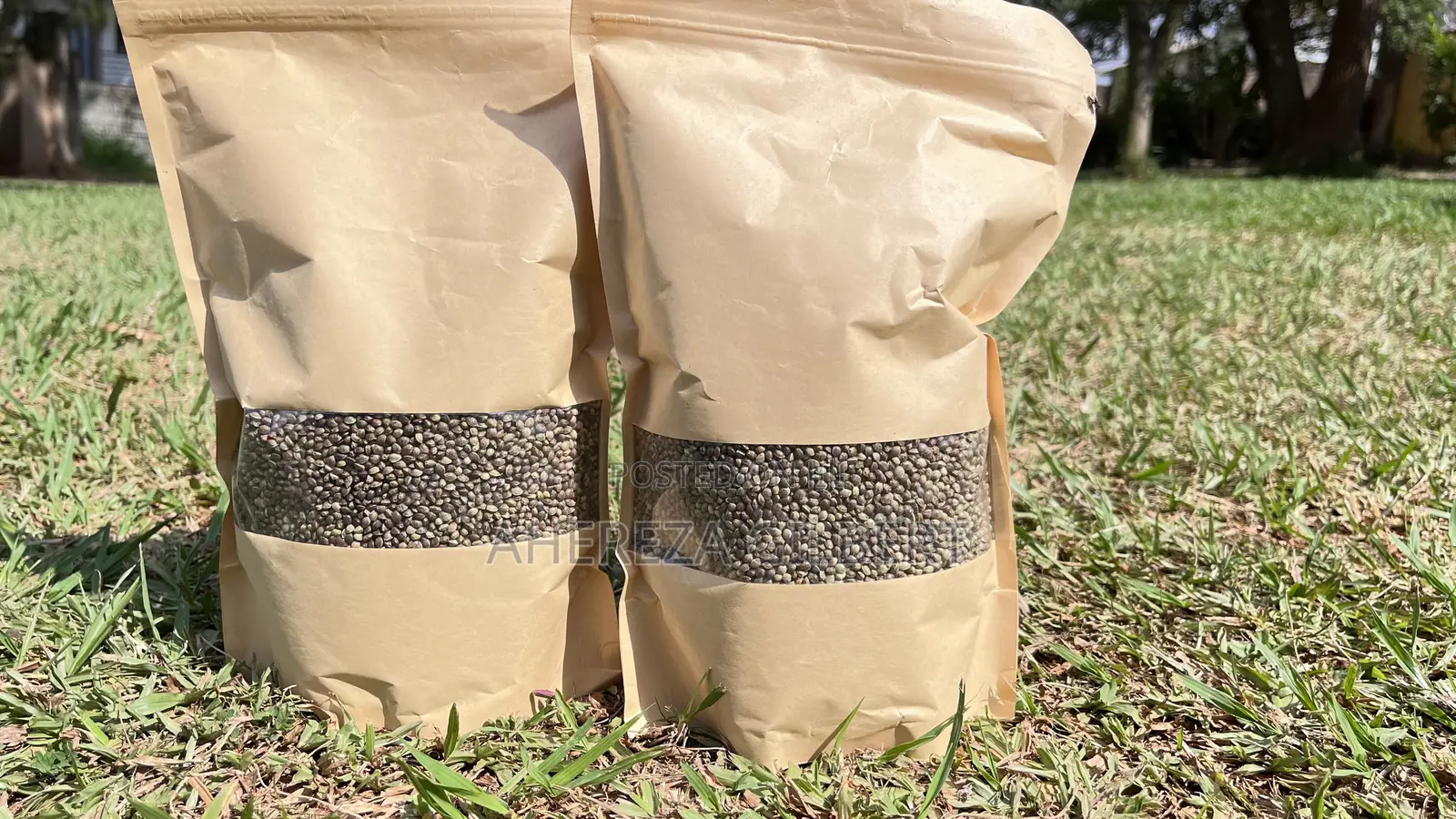 Cannabis Seeds for Medical Purposes