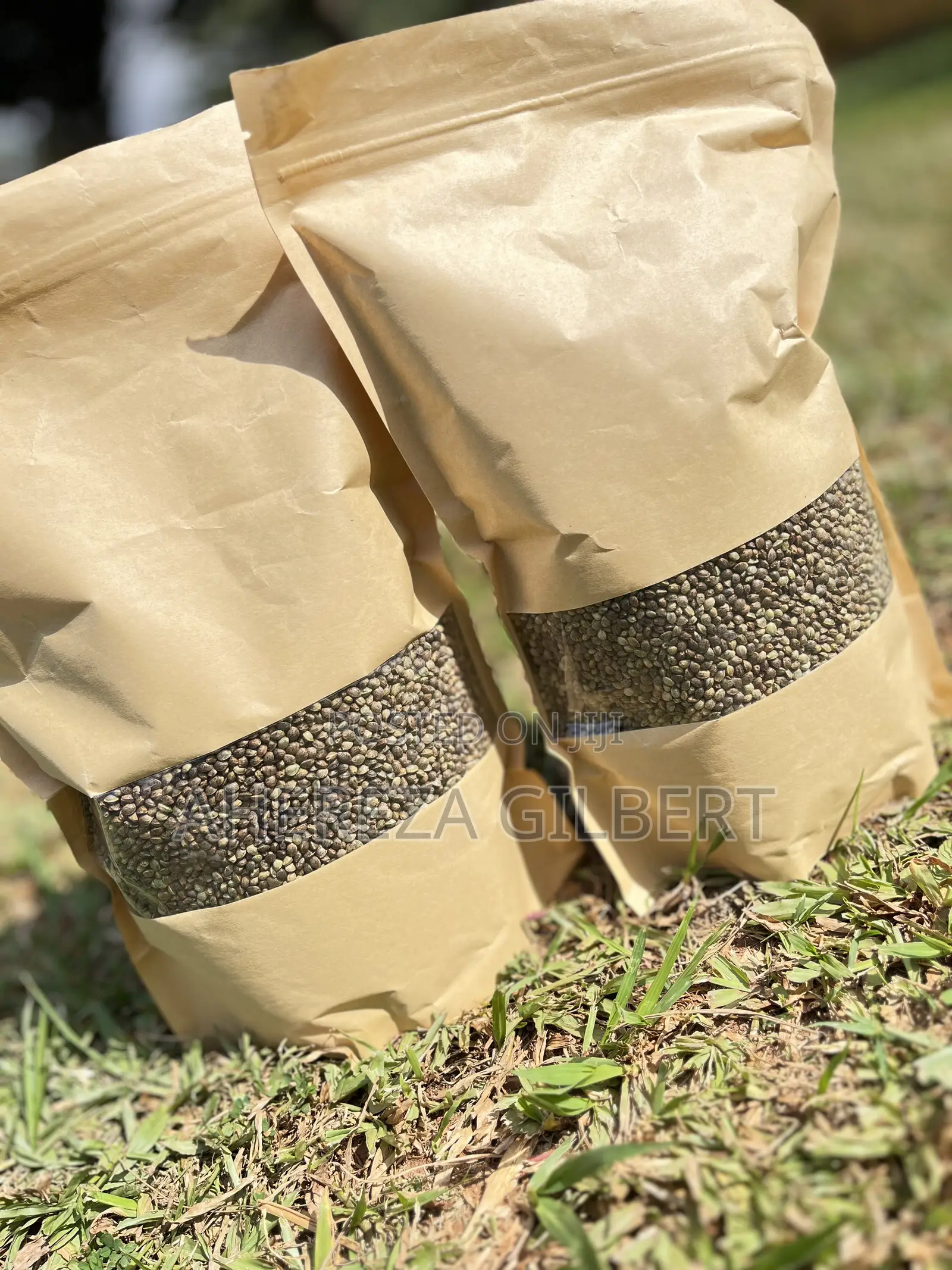 Cannabis Seeds for Medical Purposes